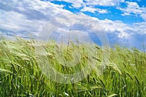 Wind blowing over wheat crop