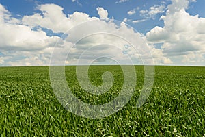 Wind blowing over wheat crop