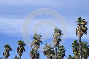 Wind blowing palm trees