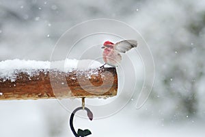 Wind blowing a Rosy Fitch perched on snowy bush.