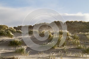 Wind blowing sand