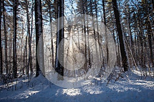 Wind blowing snow off the trees in Council Grounds State Park, Merrill, Wisconsin after a snow storm