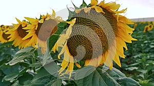 Wind blowing into the sunflower plantation close up