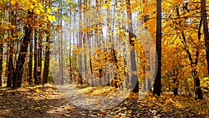 Wind blowing yellow autumn leaves lit by sunset light rays and falling on the forest or park ground