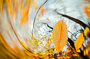 Wind blowing yellow leaves Autumn background. Fall season