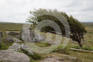 Wind-blown hawthorn tree in Bodmin Moor, Cornwall UK