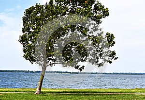 Wind Blown leaning tree on the shore of Lake Hefner