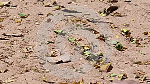 wind-blown leaves on the ground