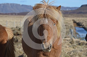 Wind Blown Mane on a Horse