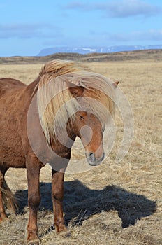 Wind Blown Mane on an Icelandic Horse