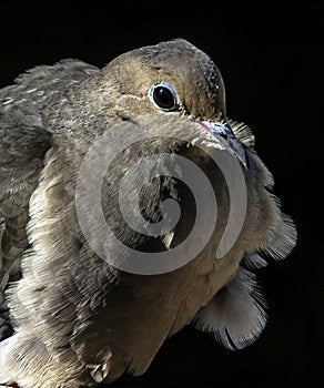 Wind-Blown Mourning Dove photo
