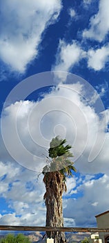 Wind blown Palm Tree & Clouds