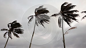 Wind blown palm trees