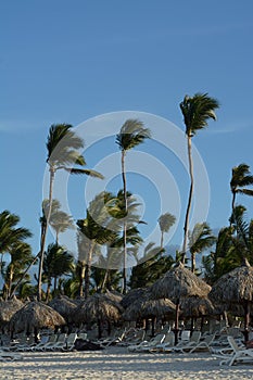 Wind blown Palm trees on a deserted beach