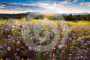 Wind-Blown Purple Asters at Sunset in Northern New Mexico