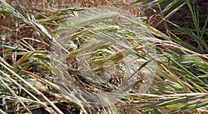 Wind Blown Spring Green Foxtails