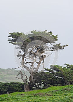 Wind blown tree along the Oregon coast