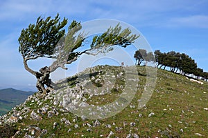 Wind blown tree on Bizkai mount i Navara, Spain