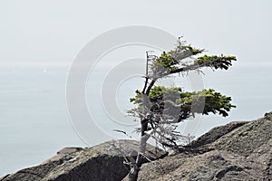 Wind blown tree on a mountain top