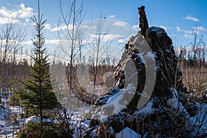 wind-blown tree spruce with its roots