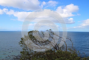 Wind blown tree