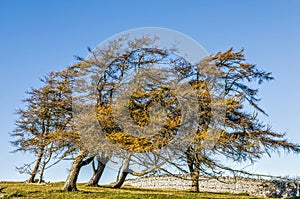 Wind blown trees in field