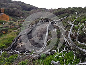 Wind blown trees growing over rocks