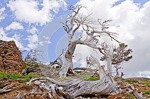 Wind blown trees in the mountains