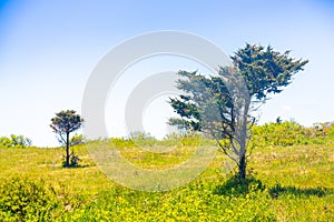 Wind-blown trees by the ocean in a field of grass