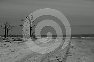 Wind blown trees on a remote island