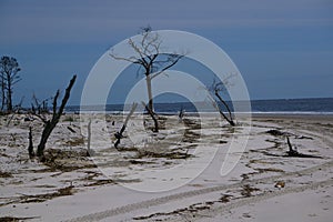 Wind blown trees on a remote island