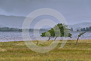 Wind blown trees on the shore of Loch Tulla, Bridge of Orchy, Central Highlands, Scotland.