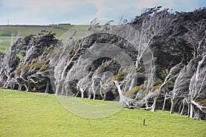 Wind Blown Trees, Slope Point photo