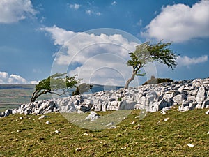 Wind blown trees on Twistleton Scar End, Yorkshire Dales