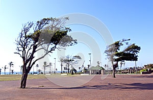 Wind Blown Trees in Walkway on Durban's Golden Mile