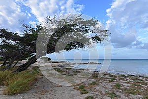 Wind blown Watapana Tree on The Coast of Aruba