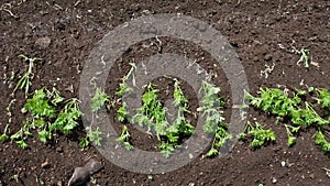 Wind blows away particles of fertile soil planted with potato field