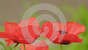 Wind blows blooming orange poppies with green background. Papaver orientale Allegro. Close up.