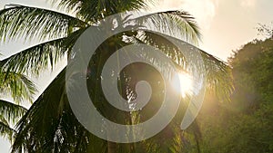 The wind blows the coconut tree. The flyers are light from the sun, seeping through the coconut leaves..In summer in Thailand