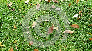 The wind blows the dry leaves on the blown grass.