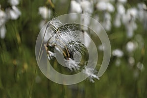 The wind blows the fragile  Eleocharis quinqueflora