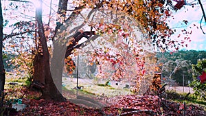 The wind blows the leaves of an old maple tree.