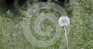 The wind blows and moves green grass and a dandelion on a mountain pasture.