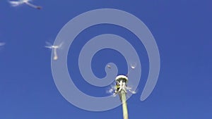 Wind blows off fuzzes with seeds from a white dandelion against the background of the blue sky,Slow motion