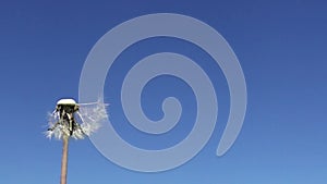 Wind blows off fuzzes with seeds from a white dandelion against the background of the blue sky,Slow motion