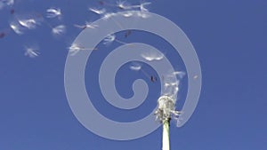 Wind blows off fuzzes with seeds from a white dandelion against the background of the blue sky,Slow motion