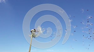 Wind blows off fuzzes with seeds from a white dandelion against the background of the blue sky,Slow motion