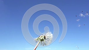 Wind blows off fuzzes with seeds from a white dandelion against the background of the blue sky,Slow motion
