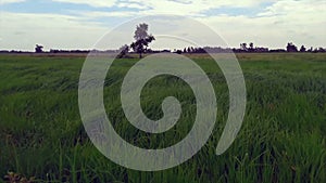 The wind blows rice leaves in beautiful rice fields.