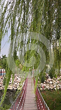 Wind in branch of weeping willow against the wooden suspension bridge